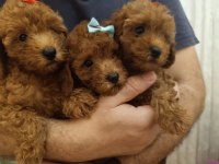 SAFKAN RED BROWN TOY POODLE YAVRULAR ÜST KALİTE