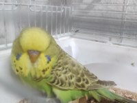 Yeni yeme düşen erkek yavru show jumbo muhabbet kuşu
