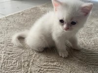 2 Aylık british Shorthair beyaz