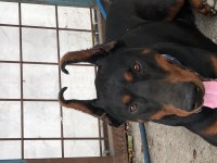 Orjinal Doberman