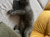 1 Yaşında Erkek Scottish Fold Erbaadadır Aşıları Tam