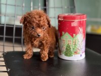 Çok özel redbrown kore tea cup poodle yavrular