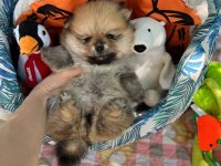 Harika Pomeranian Yavru