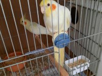 Yavru alınan genç deneyimli lutino sultan papağanı takım