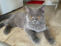 Scottish straight shorthair kediler