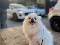 Eğitimli ırk ve sağlık garantili tea cup pomeranian