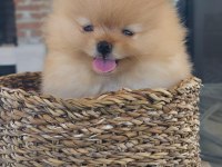 Pomeranian Boo Sağlıklı Köpeğimiz