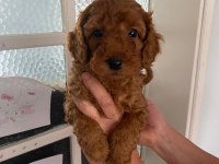 Red Brown poodle yavrularim orijinal