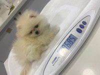 Pomeranian Boo Erkek