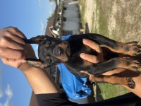 Safkan Kaliteli Doberman Kızıl Erkek Yavrular