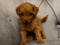 POODLE İÇİN BİRDE BİZE DANIŞIN