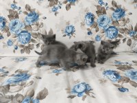 British Shorthair Yavrular