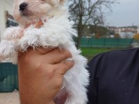 Maltese yavru bebekler
