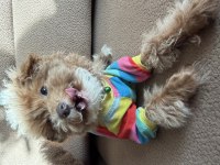 Safkan renkli gözlü güzel yüzlü teacup toy poodle