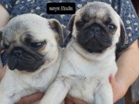 Pug Mops Bebekleri