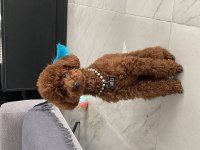45 günlük toy poodle dişi yavrumuz