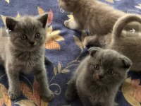 Sevimli ve oyuncu minikler scottish fold