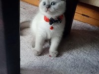 Boncuk gözlü yakışıklı scottish fold bebeğim