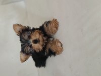 3 aylık dişi tea cup yorkshire terrier