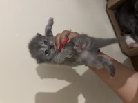 Scottish fold kedilerimiz
