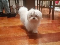 100/100 A ŞECERELİ KORE MALTESE