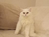 British Longhair Püskül hanıma yuva