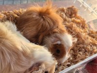 Çok güzel guinea pig yavrular
