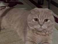Yetişkin scottish fold
