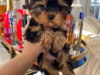 Micro teacup baby face yorkshire yavrular