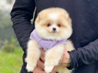 Pomeranian Teddy Face Yavru Köpekler