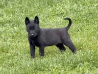 Yurtdışı Kan Hattı Belçika Malinois Yavrular