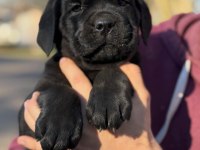 Evinizin yeni üyesi cane corso kapıda ödeme vardır