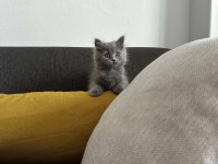 2 aylık Gri British Shorthair yavru