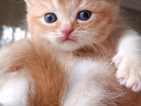 British shorthair ve longhair safkan yavrular