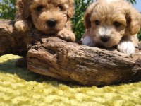 Oyuncak surat maltipoo bebekler