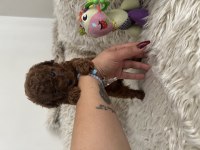 Kore Toy Poodle Dark Red Brown