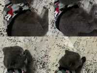 Güzel scottish fold kızıma yuva arıyorum