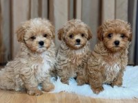 Bayram Şekeri Maltipoo Bebekler