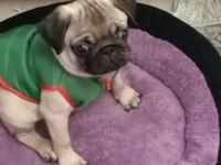 3 aylık pug erkek