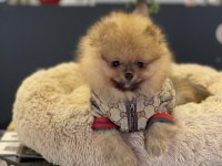 Yavru Köpeğimiz Pomeranian Boo