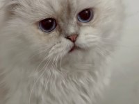 Masmavi gözlü scottish fold kedim
