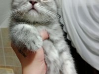 Tatlış ponçik scottish fold silver