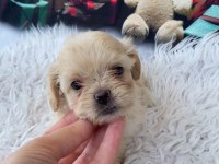 hypoallergenic tüy sahibine maltipoo yavruları