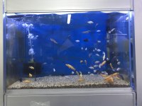 5-15 cm arası ciklet balıklarımız