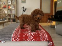 Tuvalet eğitimli Toy Poodle bebekler