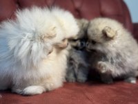 Show kalite tea cup ayı suratlı pomeranian yavrular