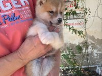 (SDK) çiftlikten japon akita inu yavrular
