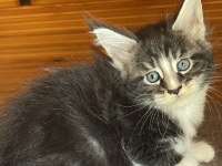 Maine coon xxxl