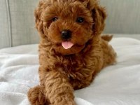 TOY POODLE YAVRU