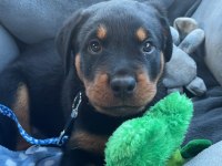 Evinizin Neşesi Rottweiler Bebişler Her Yere Kapıda Öde